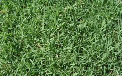 Turfgrass: Value of Genetic Purity