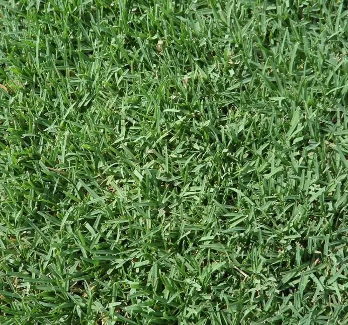 Turfgrass: Value of Genetic Purity
