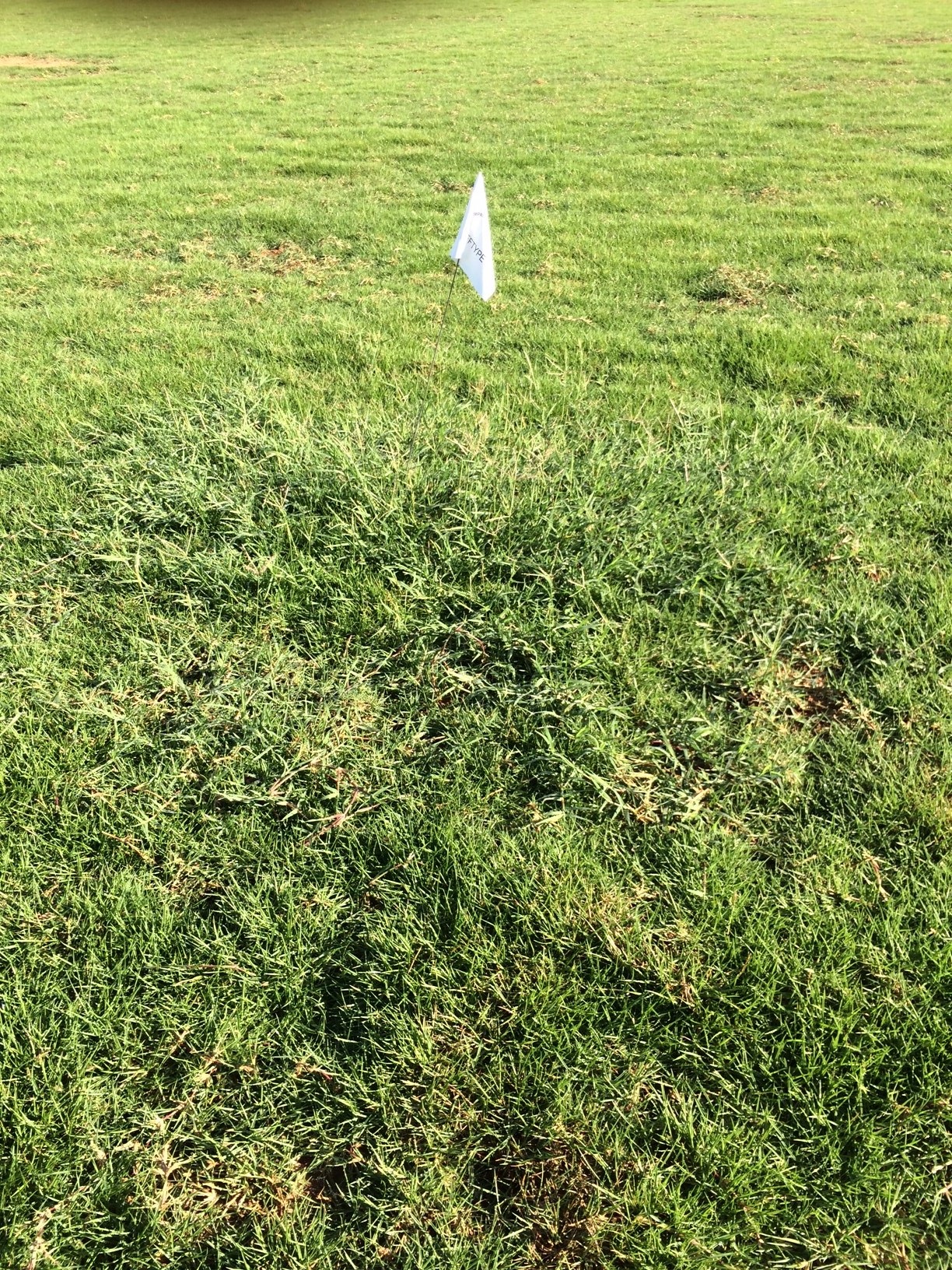 itgap-international-turfgrass-genetic-assurance-program